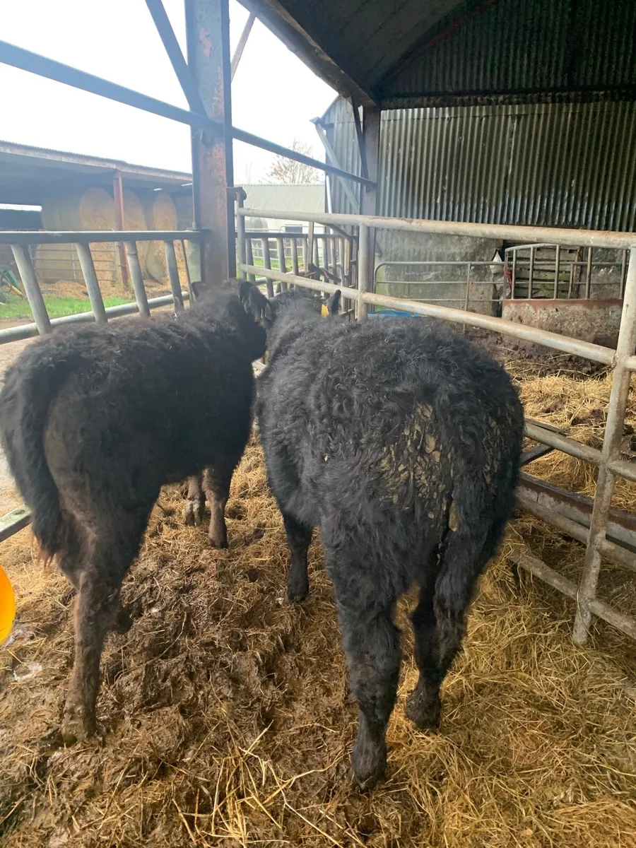 2 Lovely Quality LMX Bullocks for sale - Image 3