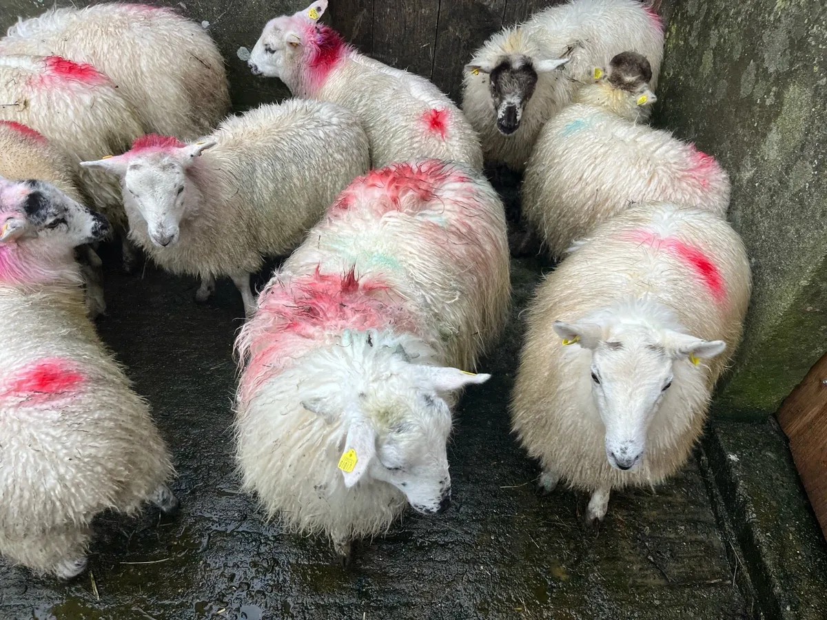 Ewe lambs - Image 1