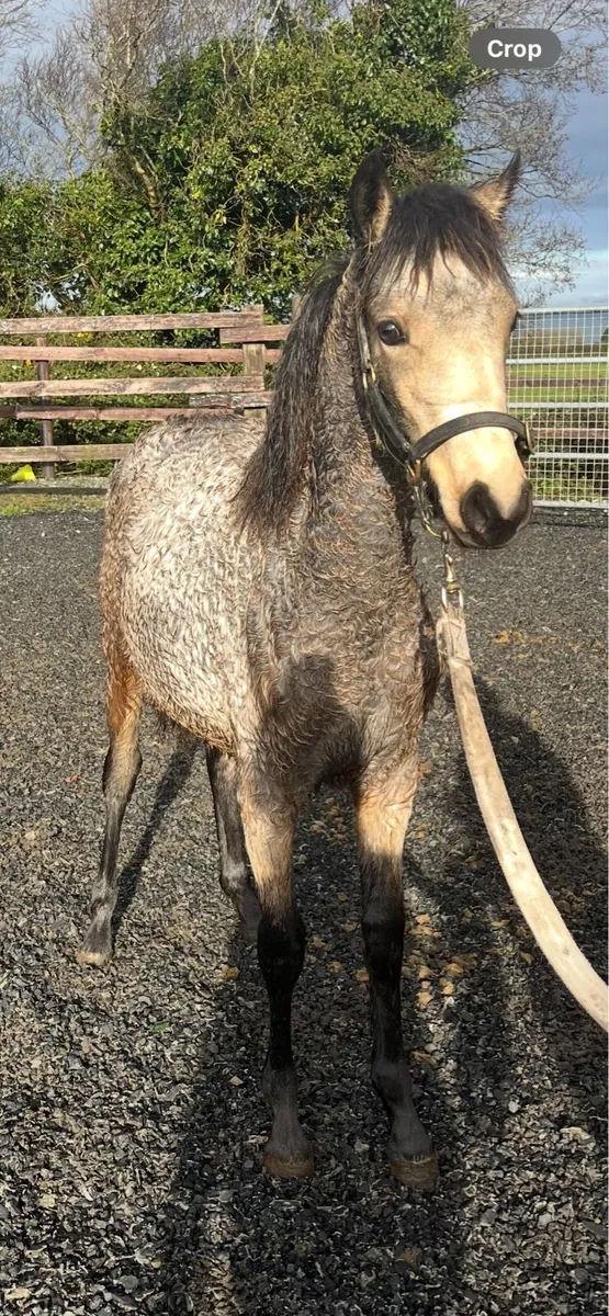 Connie x foal - Image 1