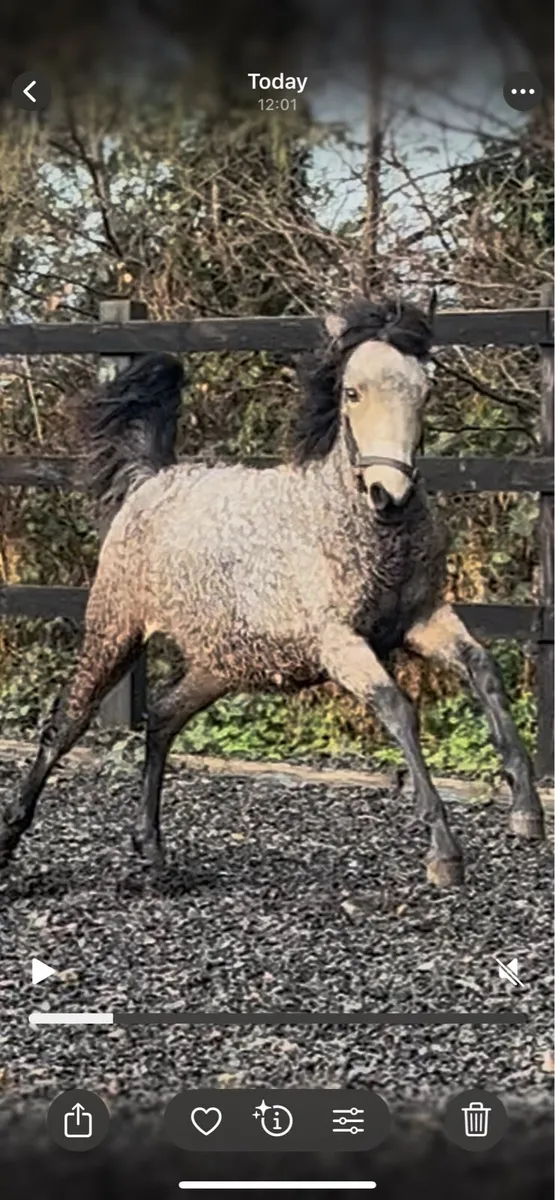 Connie x foal - Image 2