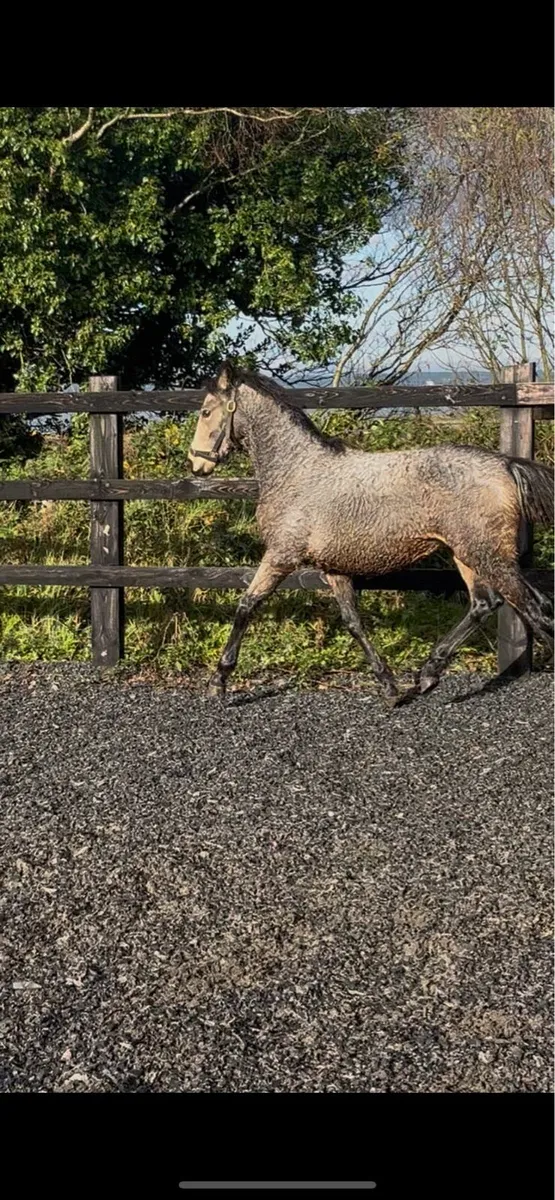 Connie x foal - Image 3