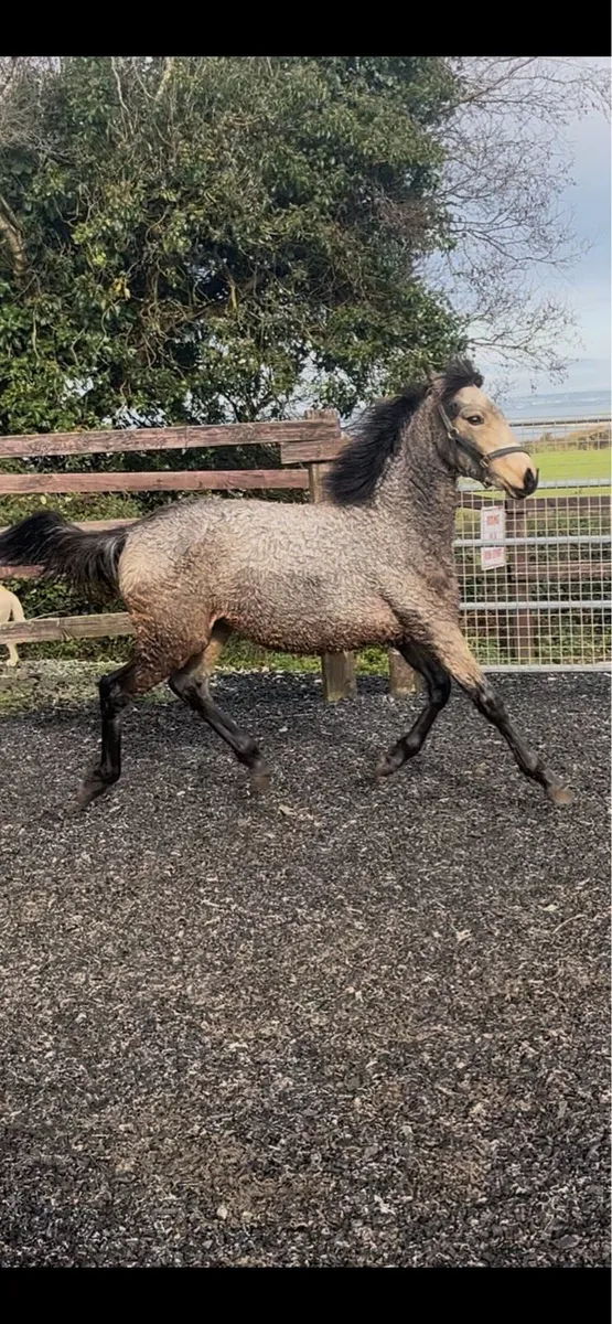 Connie x foal - Image 4