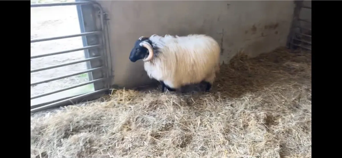 ✅Mayo Blackface Ram Lambs✅ - Image 4