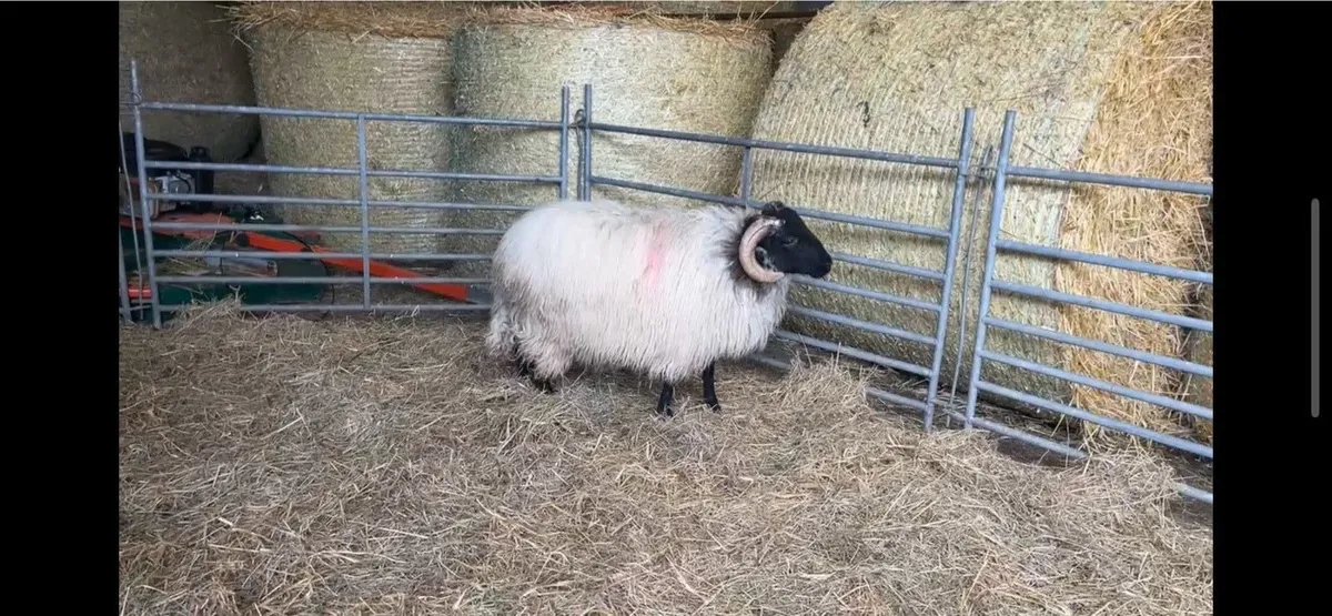 ✅Mayo Blackface Ram Lambs✅ - Image 3