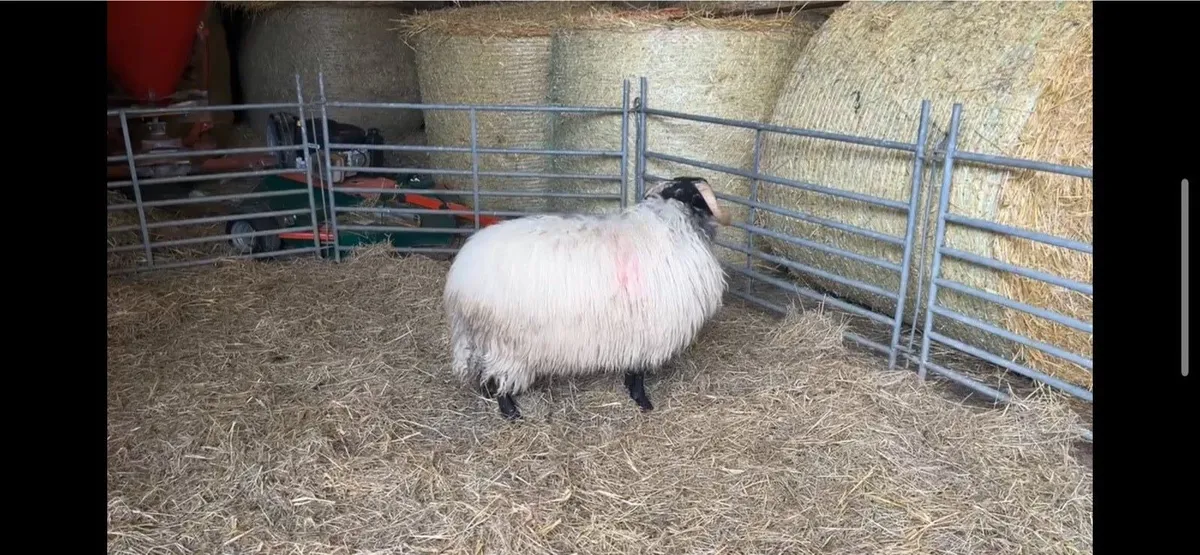 ✅Mayo Blackface Ram Lambs✅ - Image 1