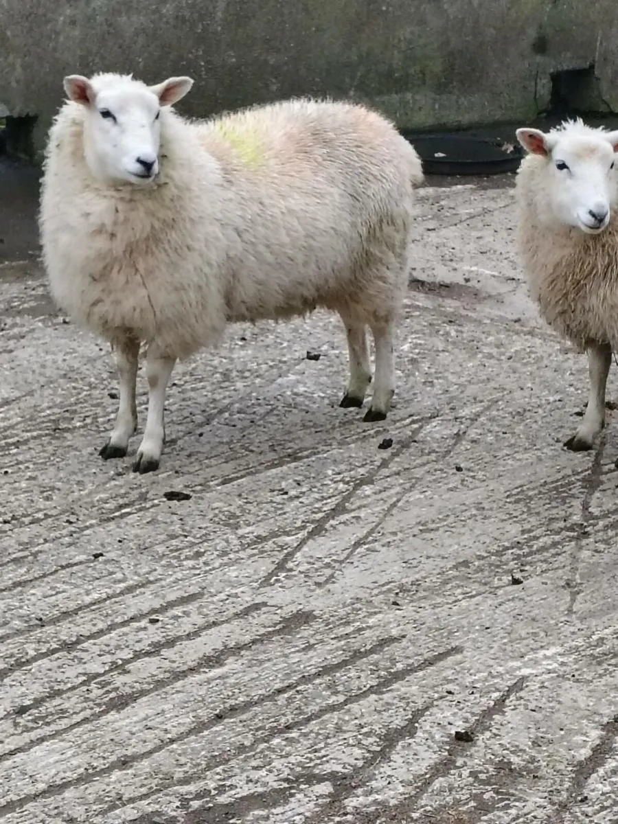 Sheep lambs - Image 1