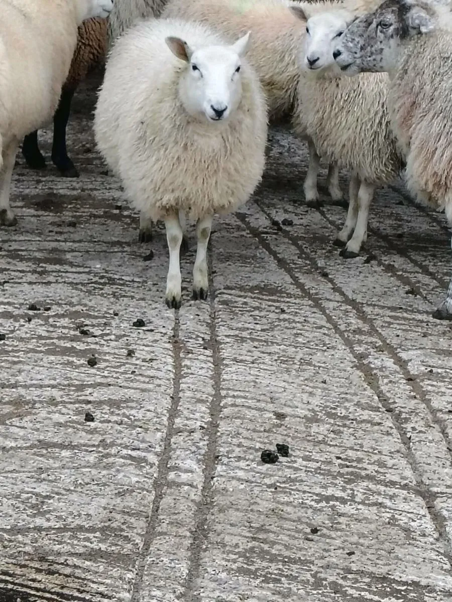 Sheep lambs - Image 2