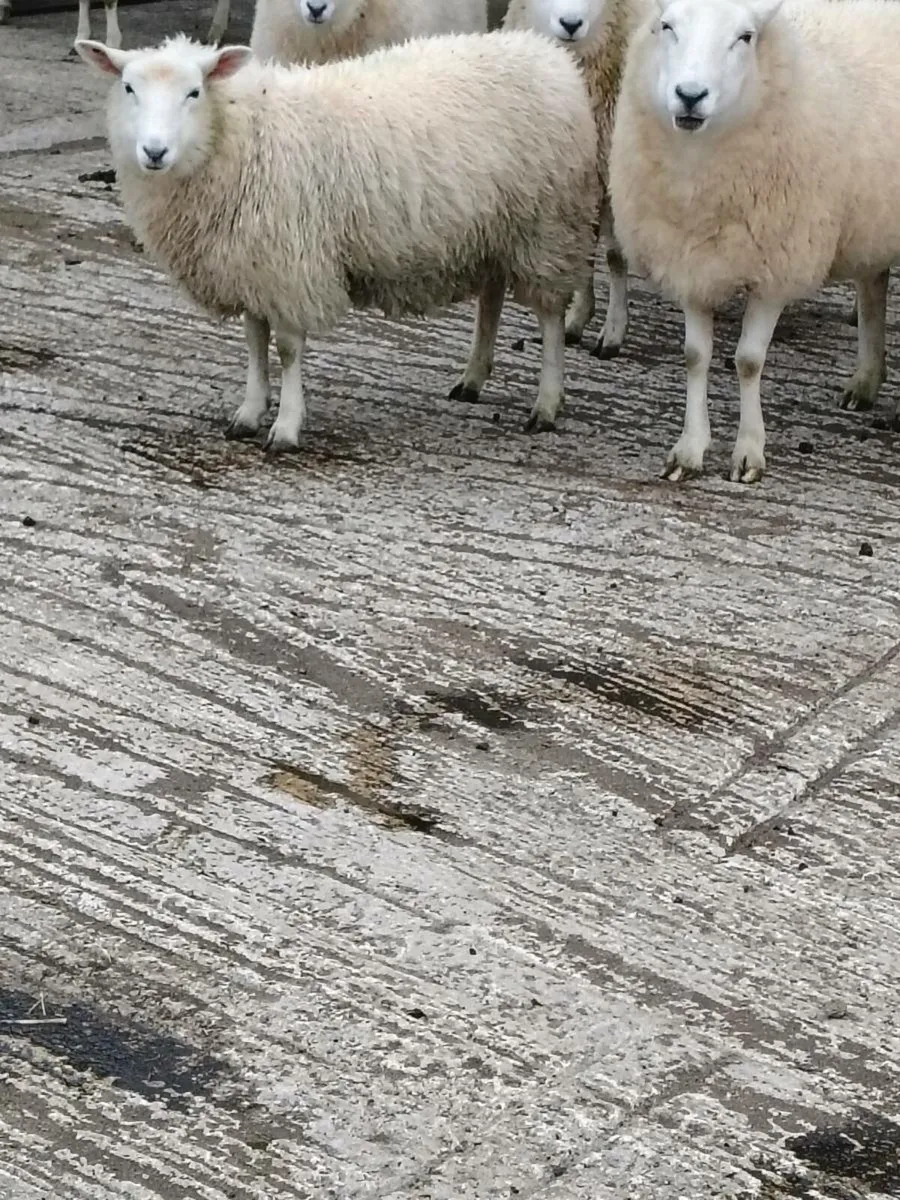 Sheep lambs - Image 3