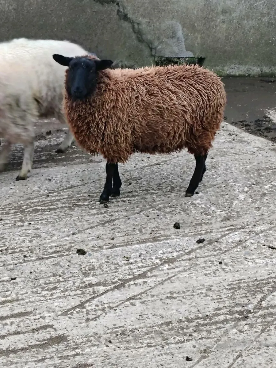 Sheep lambs - Image 4