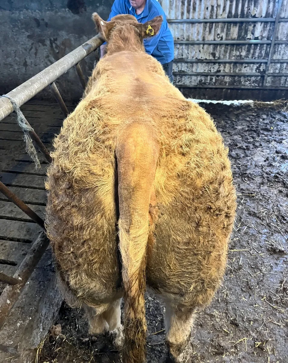 ⭐️ 4 Star Hybrid Heifer ⭐️ - Image 1