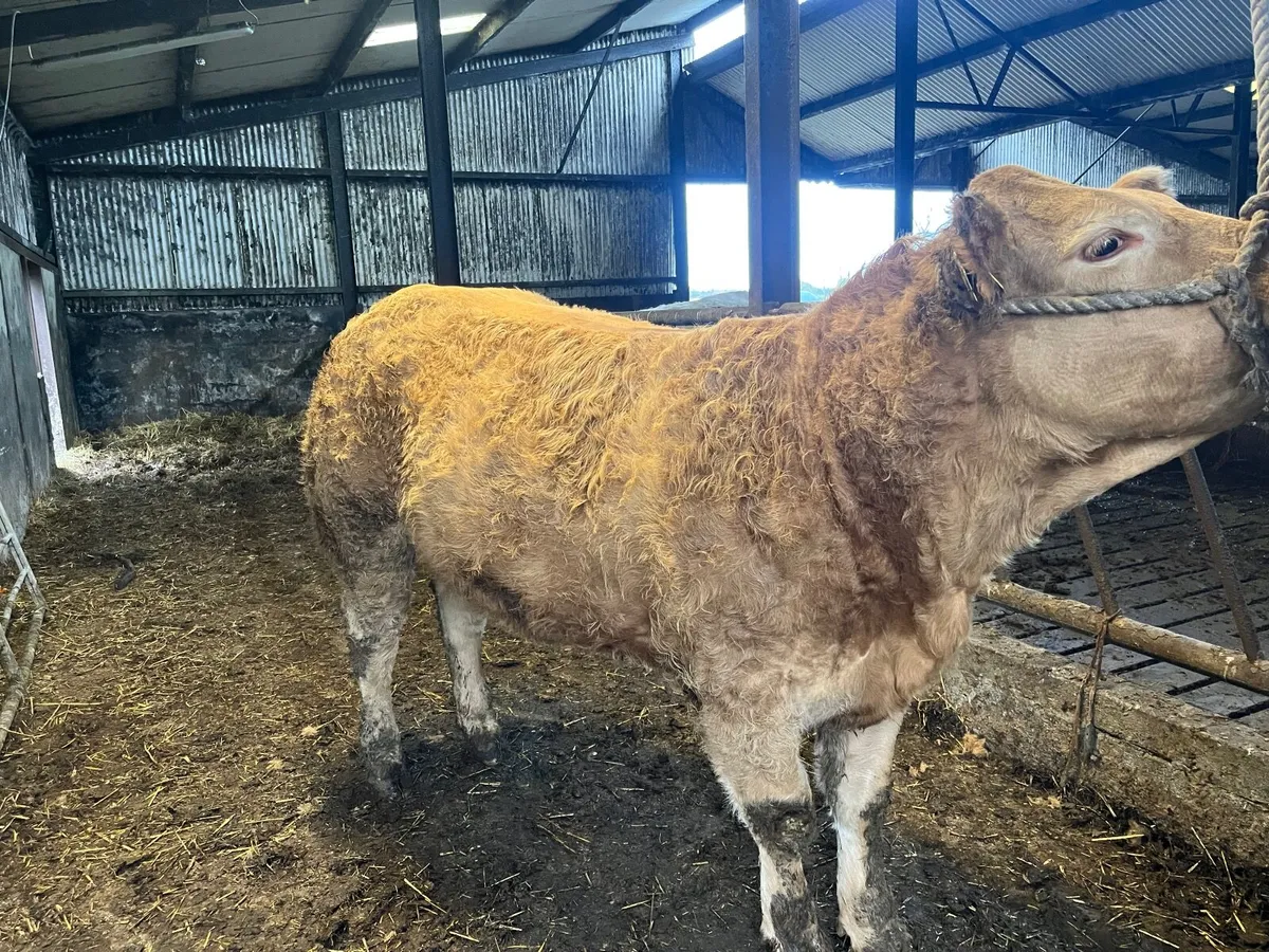 ⭐️ 4 Star Hybrid Heifer ⭐️ - Image 2