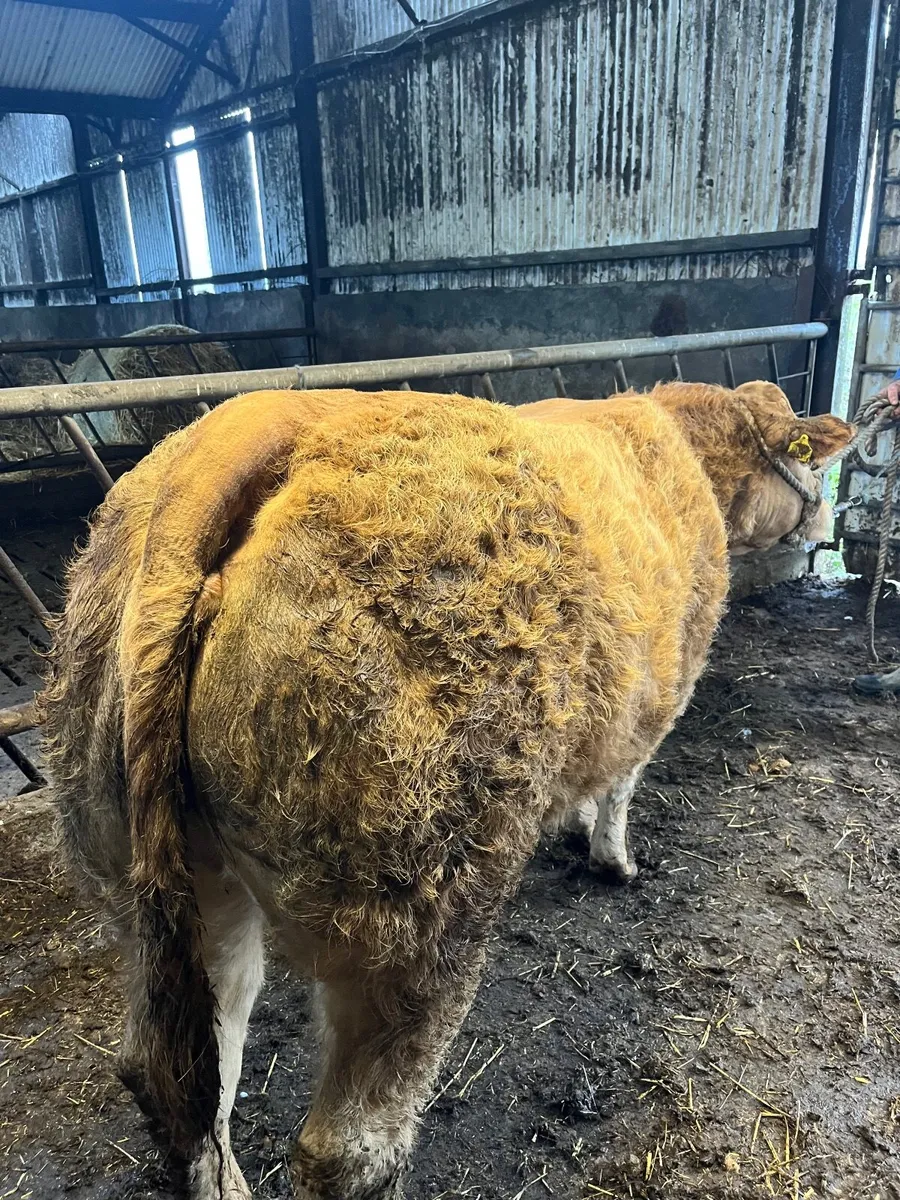 ⭐️ 4 Star Hybrid Heifer ⭐️ - Image 3