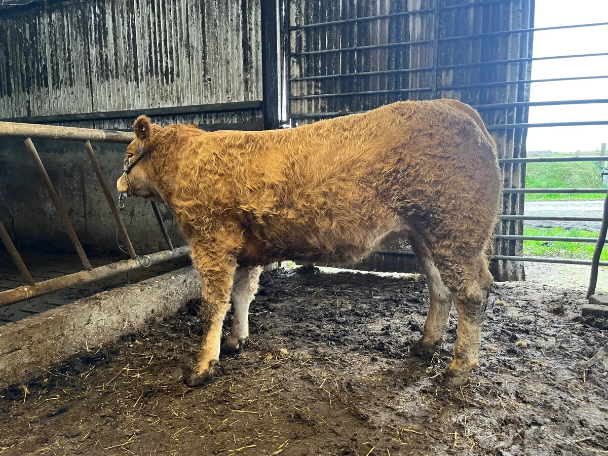 ⭐️ 4 Star Hybrid Heifer ⭐️ - Image 4