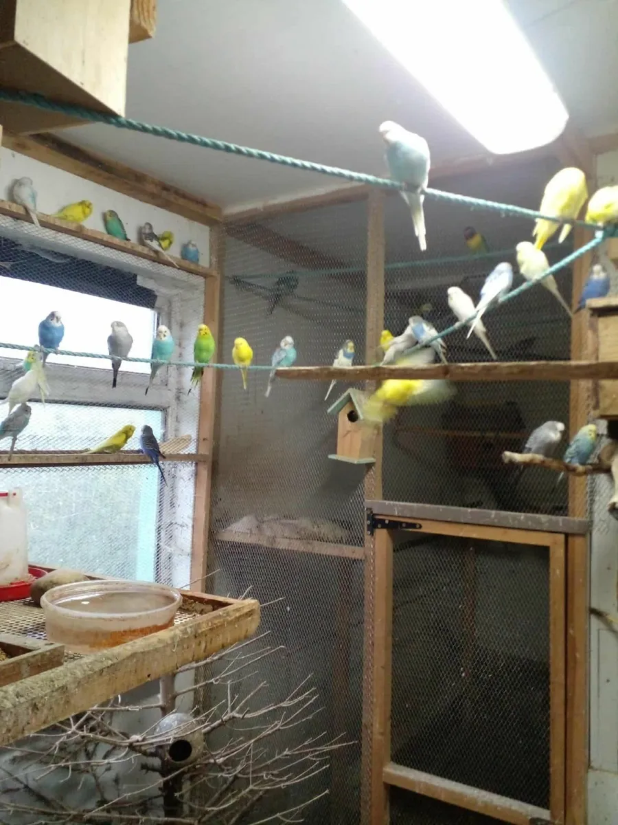 Budgies - Image 1
