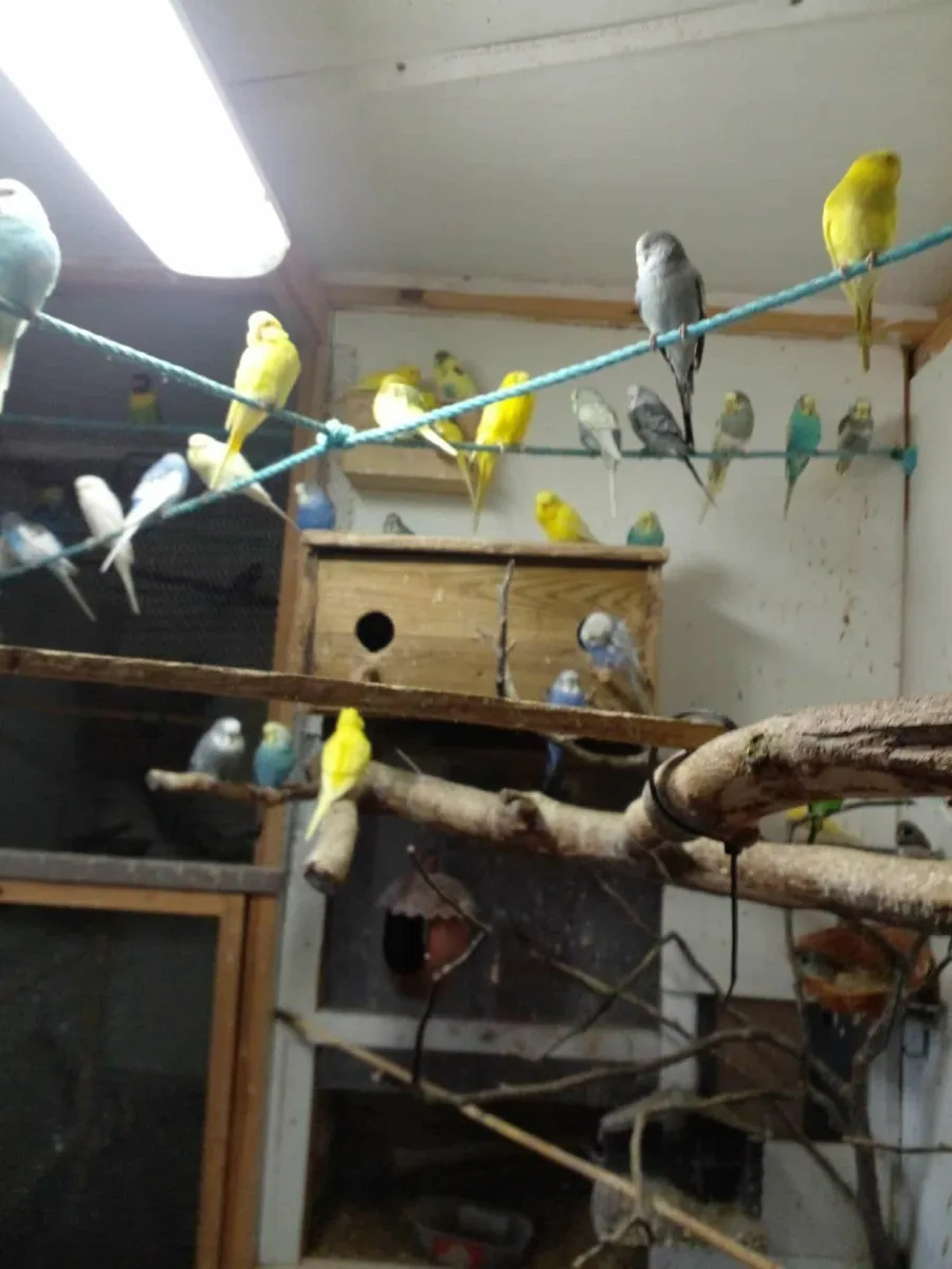Budgies - Image 2