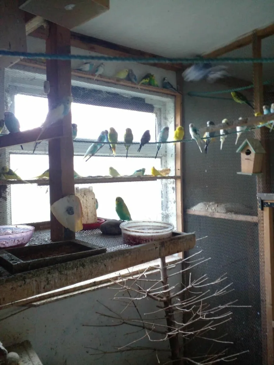 Budgies - Image 3