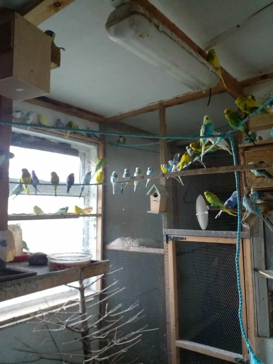 Budgies - Image 4