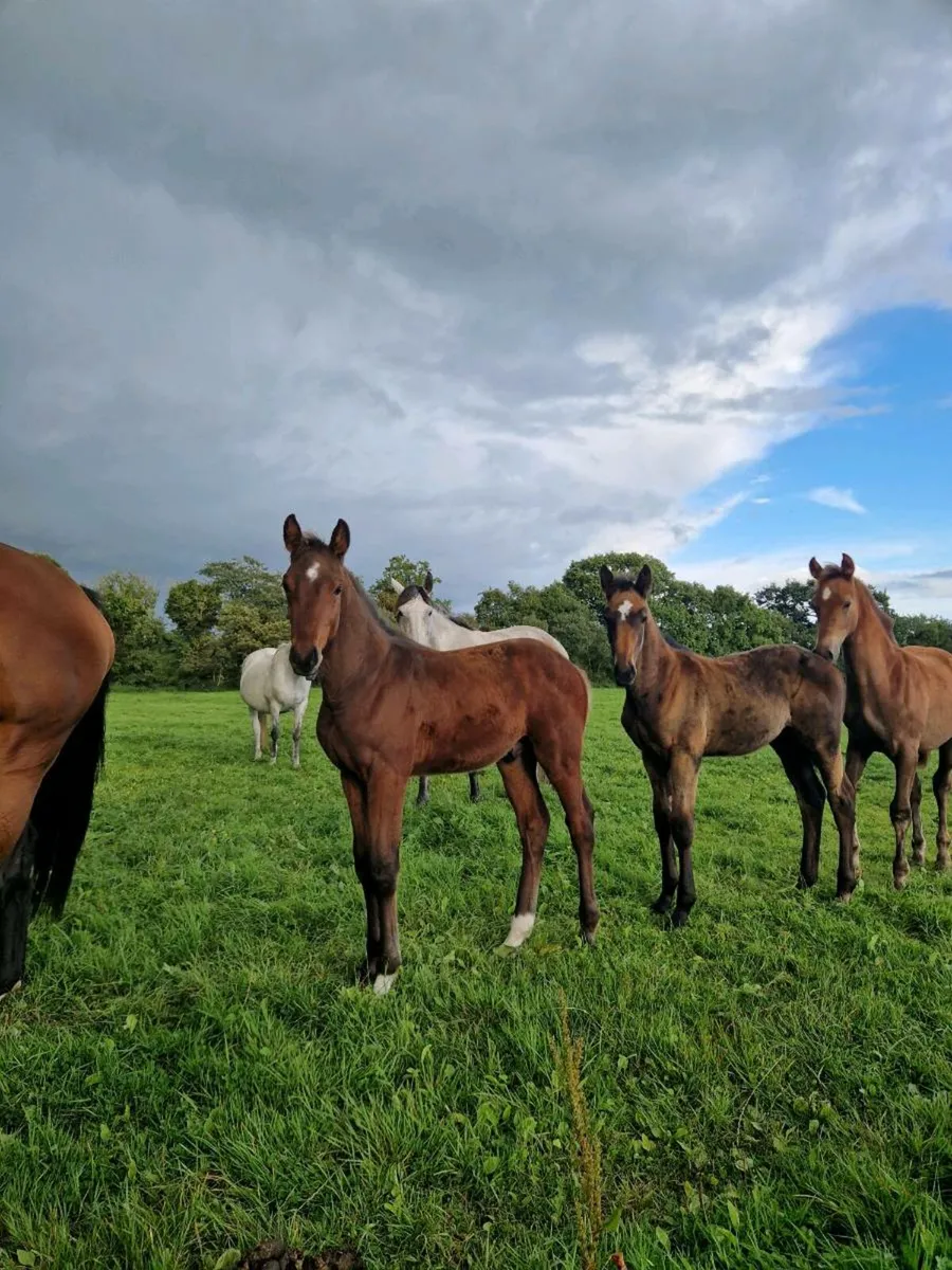 Top Quality Foals Cavan sales Thursday - Image 2