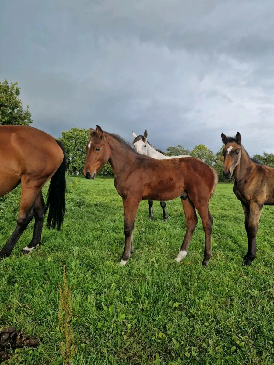 Top Quality Foals Cavan sales Thursday - Image 3