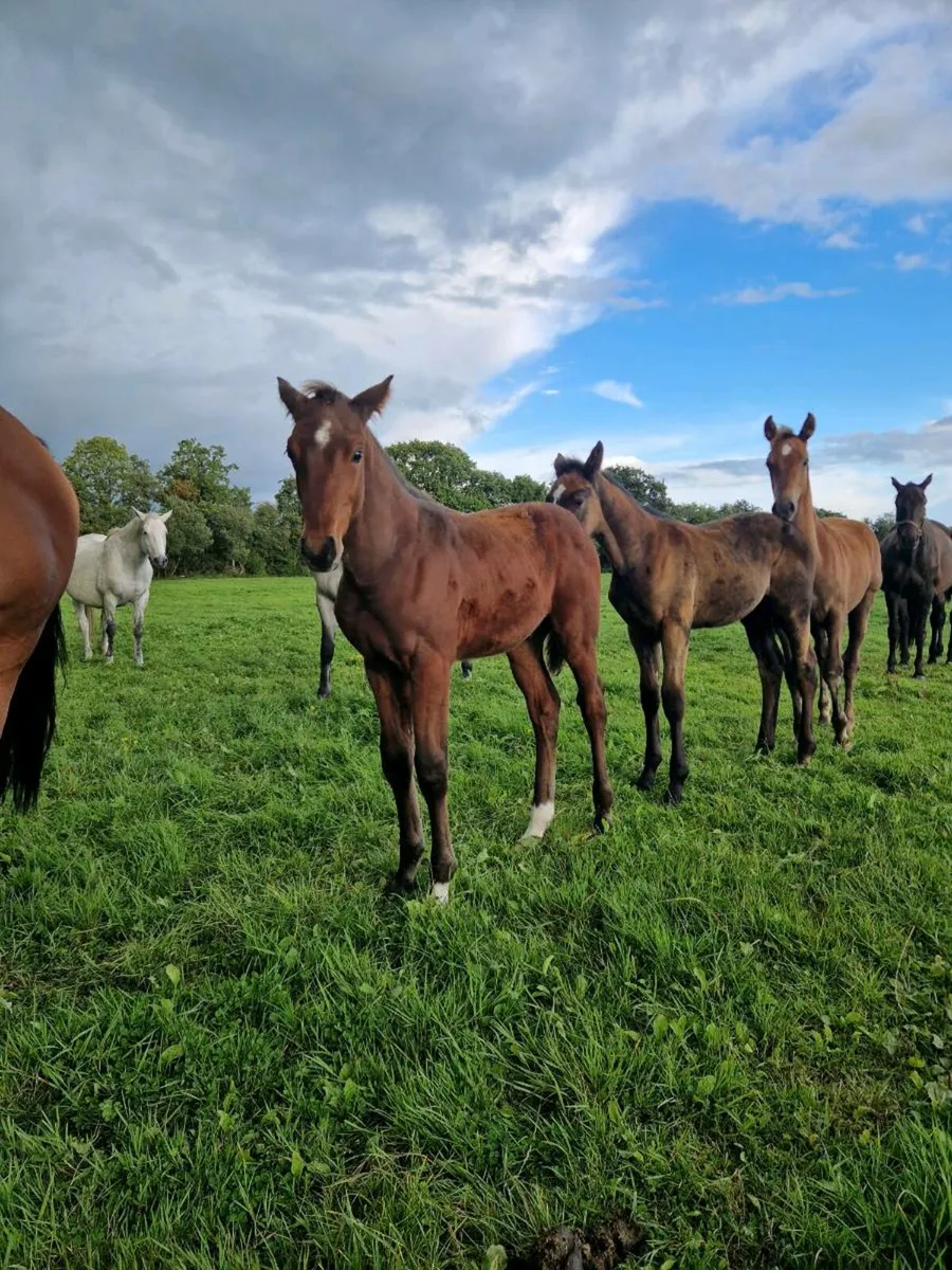 Top Quality Foals Cavan sales Thursday - Image 4