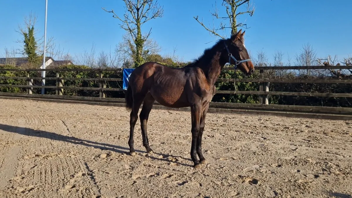 Top Quality Foals Cavan sales Thursday - Image 1
