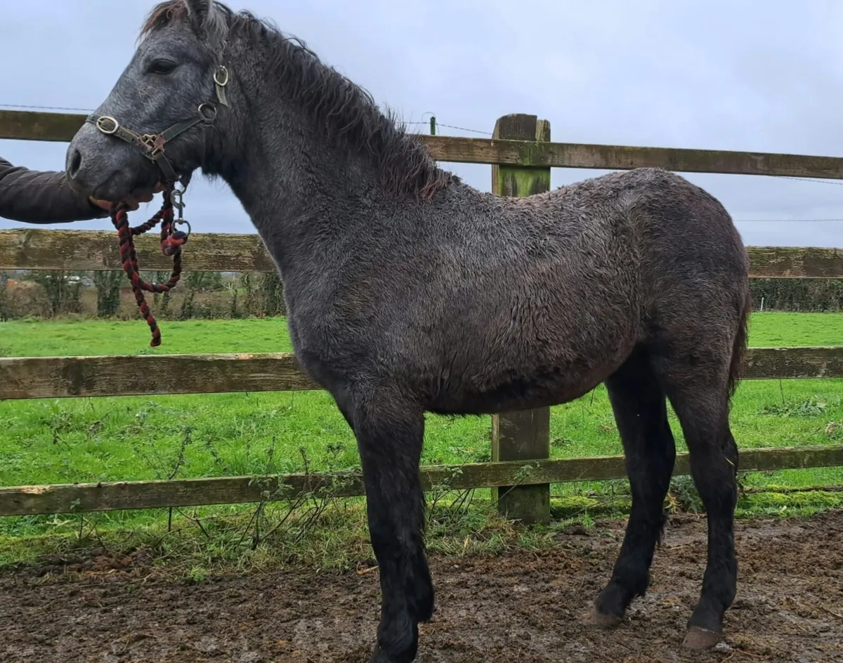 Class 1 Connemara Filly - Image 1