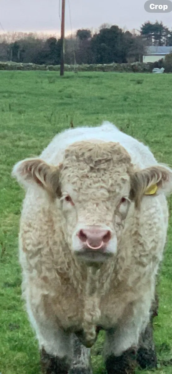 Charolais Bull - Image 1