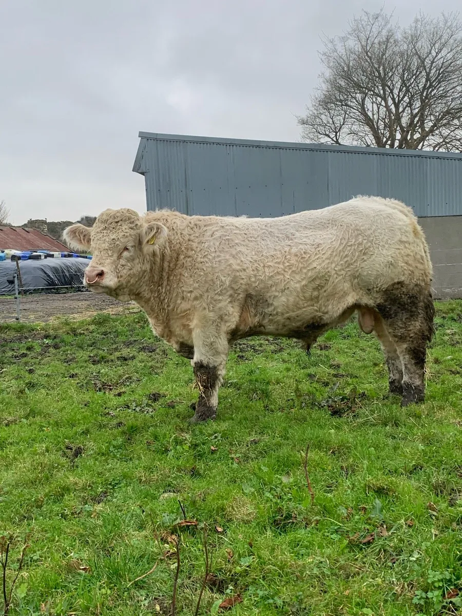 Charolais Bull - Image 2