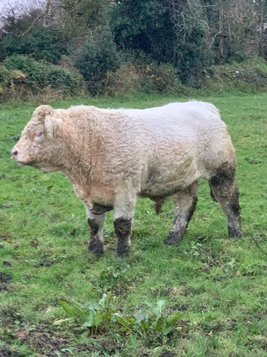 Charolais Bull - Image 3