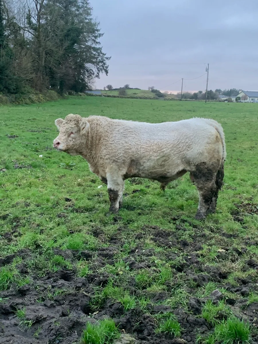 Charolais Bull - Image 4