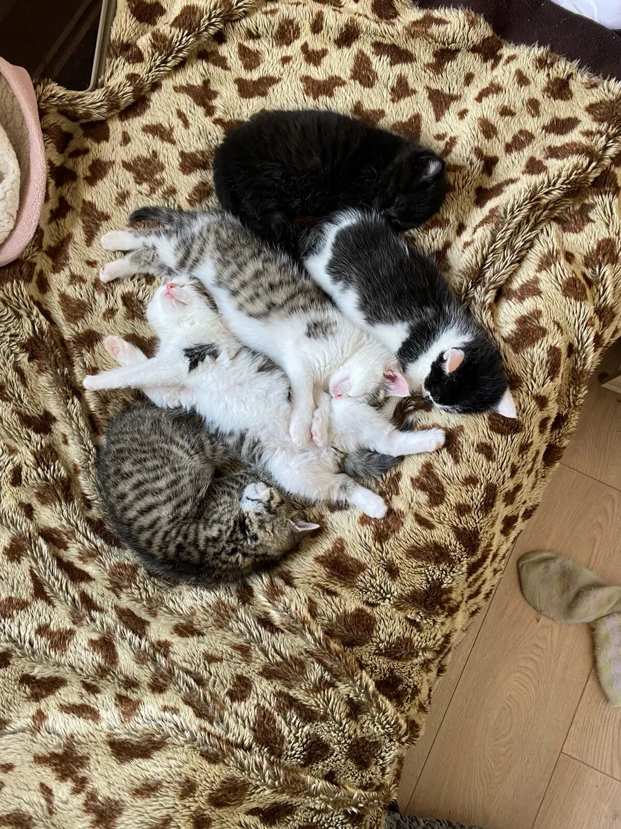 Kittens - Image 4