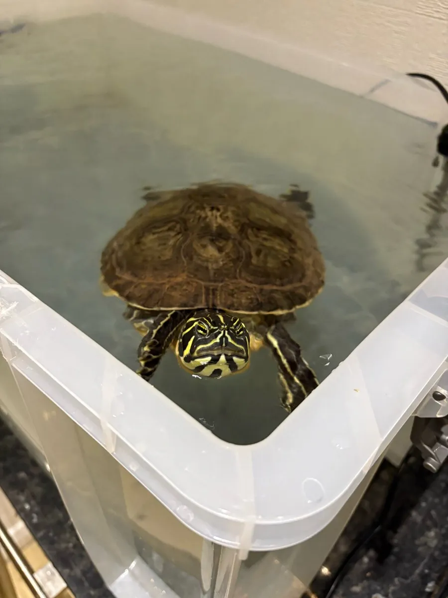 Terrapin turtle - Image 1