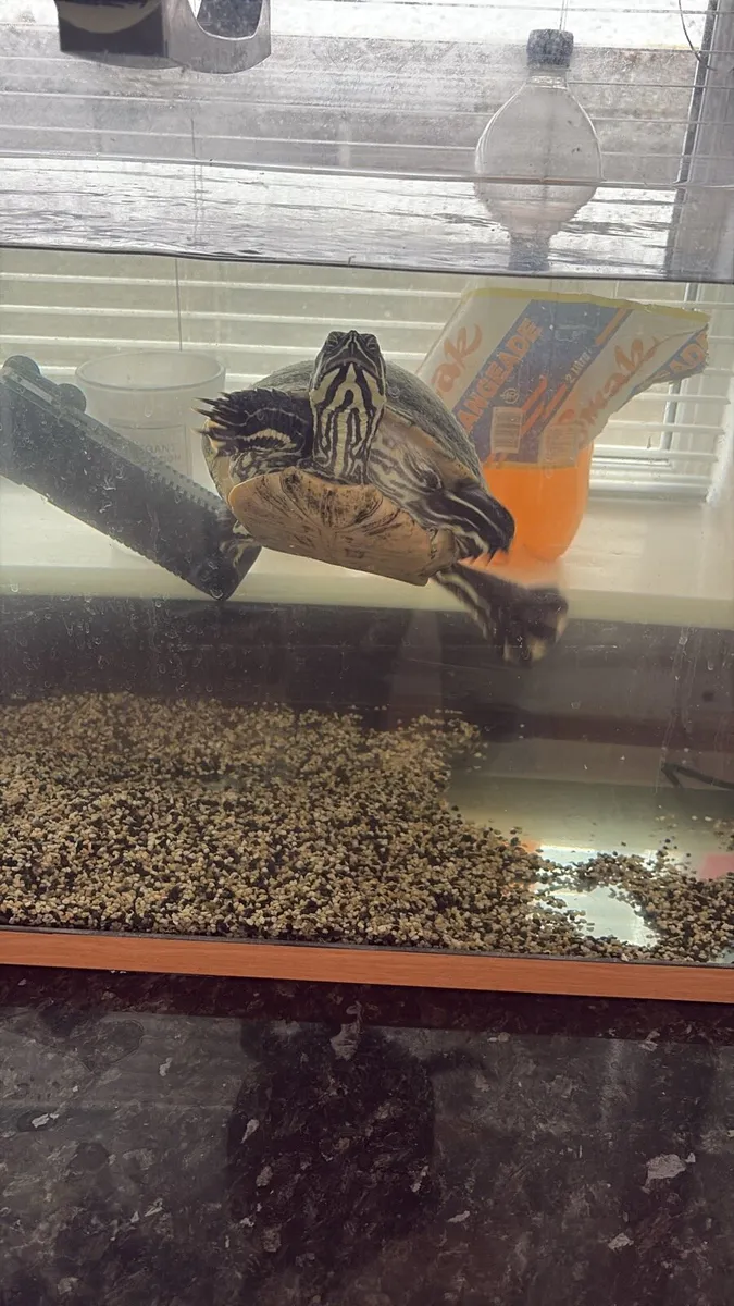 Terrapin turtle - Image 2