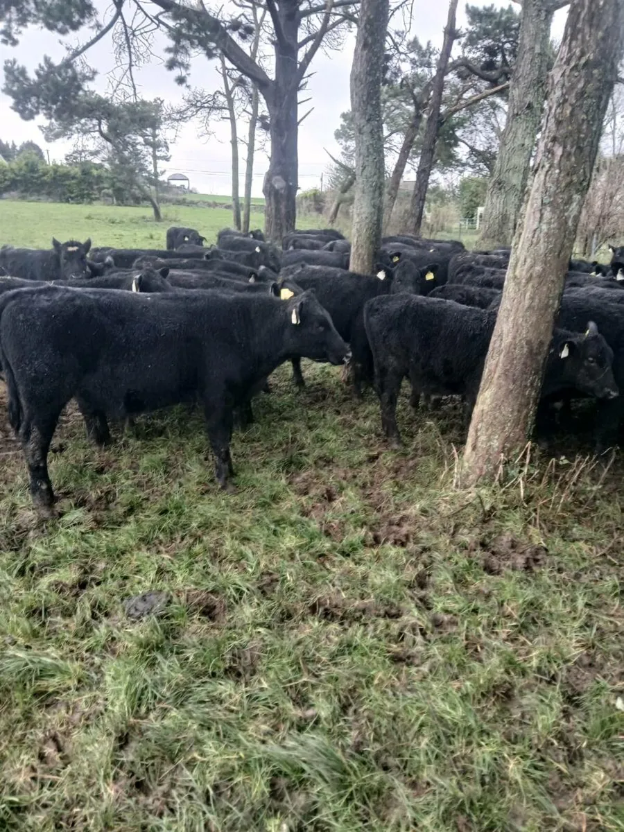 AA, weanling heifers and bullocks also fr bullocks - Image 1