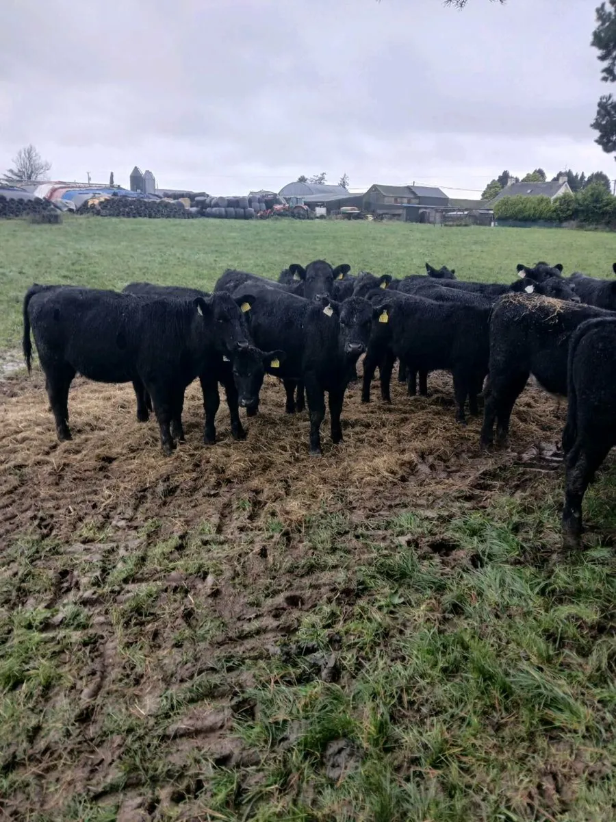 AA, weanling heifers and bullocks also fr bullocks - Image 2