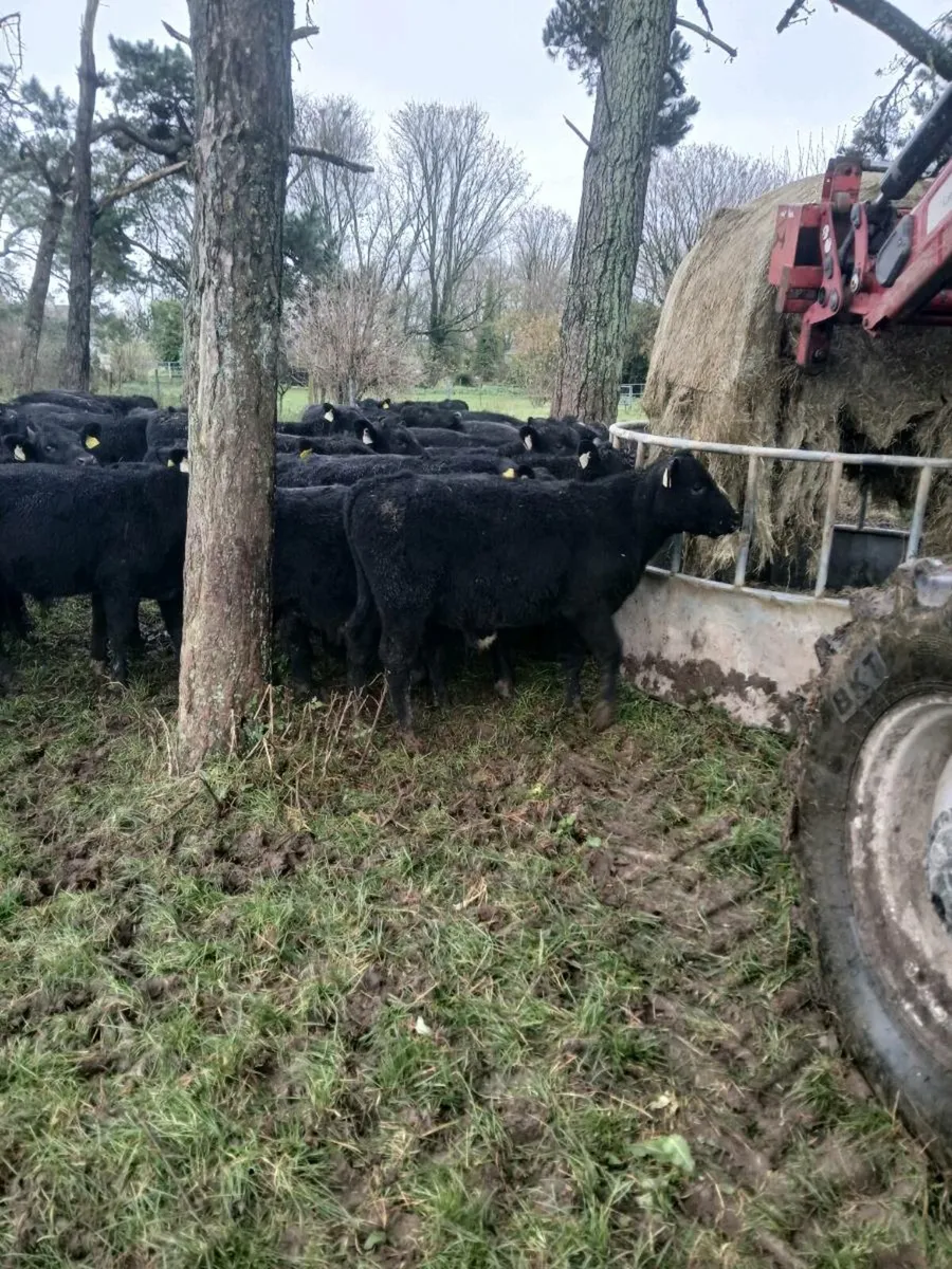 AA, weanling heifers and bullocks also fr bullocks - Image 3