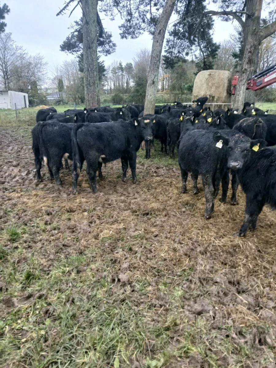 AA, weanling heifers and bullocks also fr bullocks - Image 4