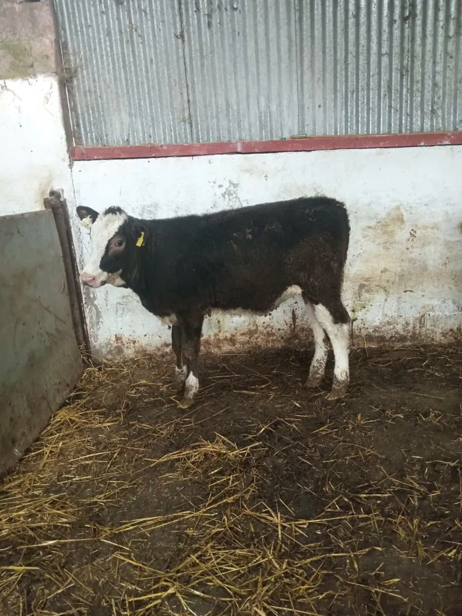 Two smashing simmental heifers (COW MAKERS) - Image 2