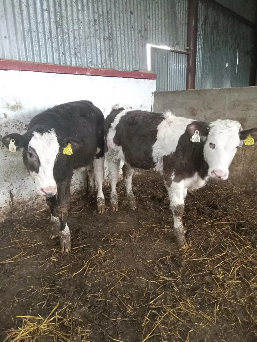 Two smashing simmental heifers (COW MAKERS) - Image 3
