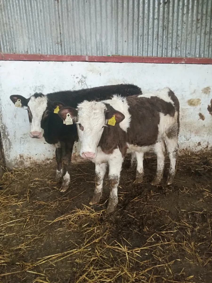 Two smashing simmental heifers (COW MAKERS) - Image 4