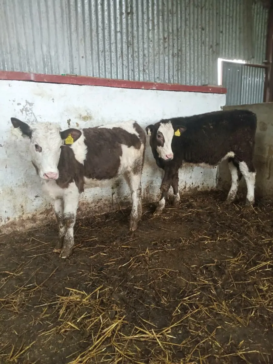 Two smashing simmental heifers (COW MAKERS) - Image 1