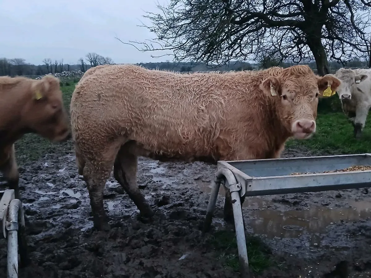 Hybrid Breeding Heifer (5⭐️) - Image 1