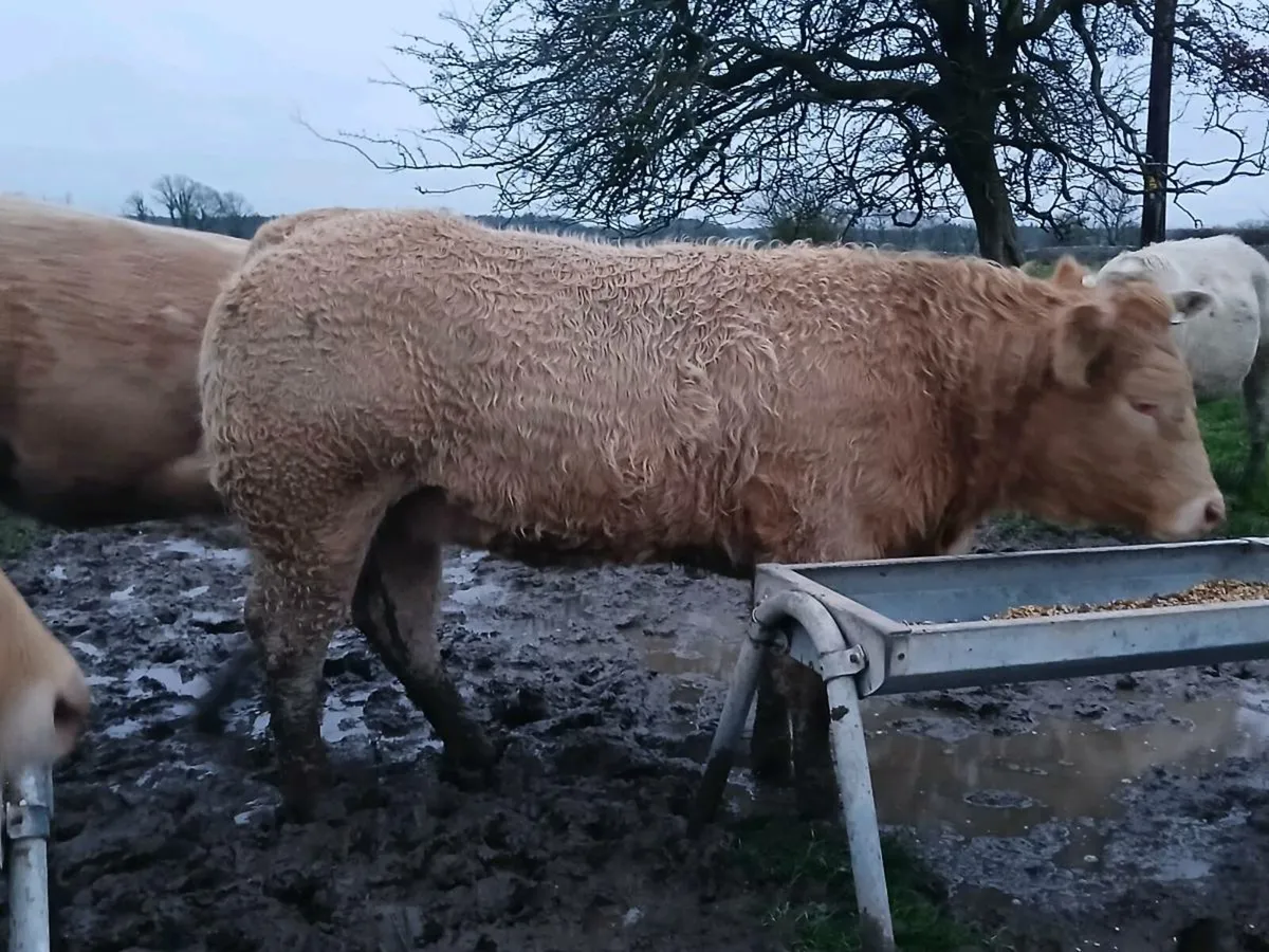 Hybrid Breeding Heifer (5⭐️) - Image 2