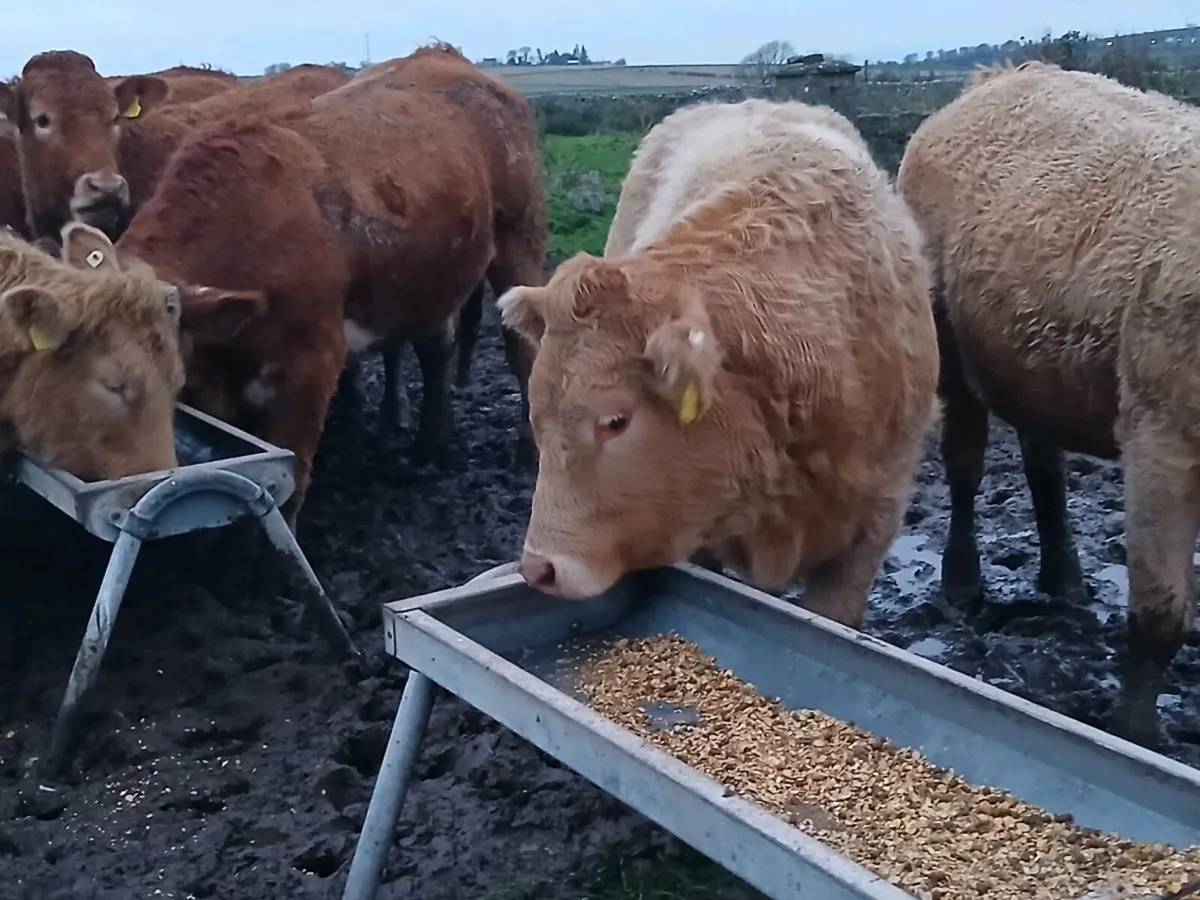 Hybrid Breeding Heifer (5⭐️) - Image 3