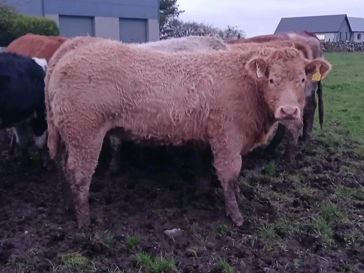 Hybrid Breeding Heifer (5⭐️) - Image 4