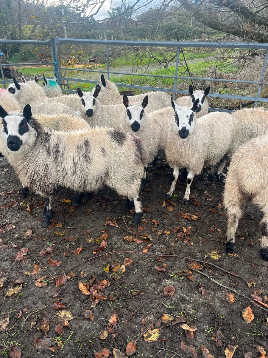 Ewe lambs - Image 1
