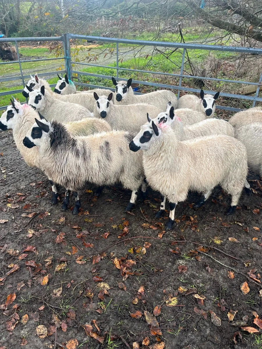 Ewe lambs - Image 2