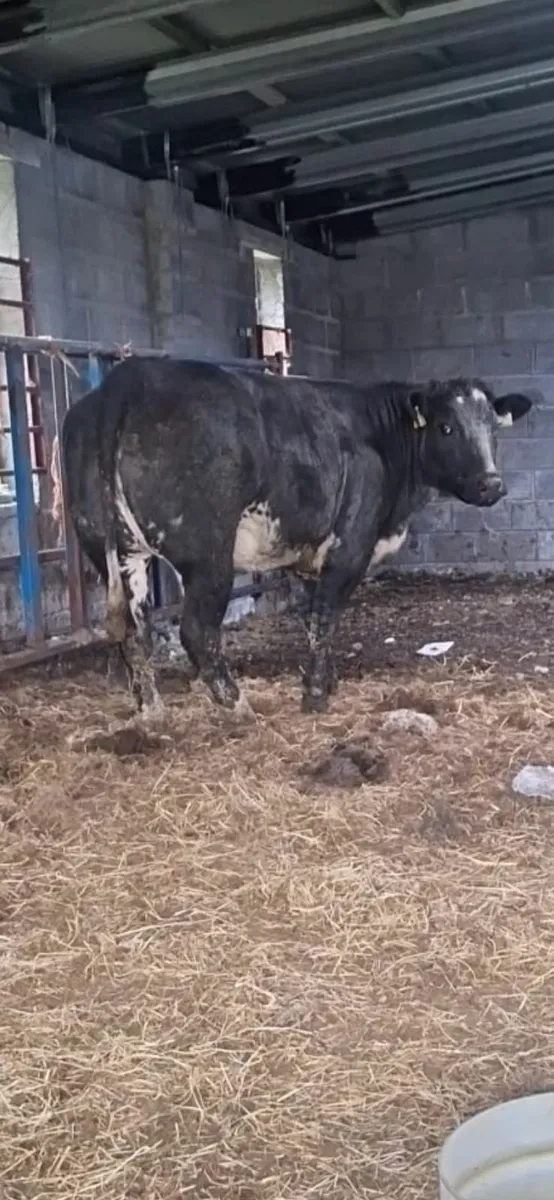 Super heifer - Image 1