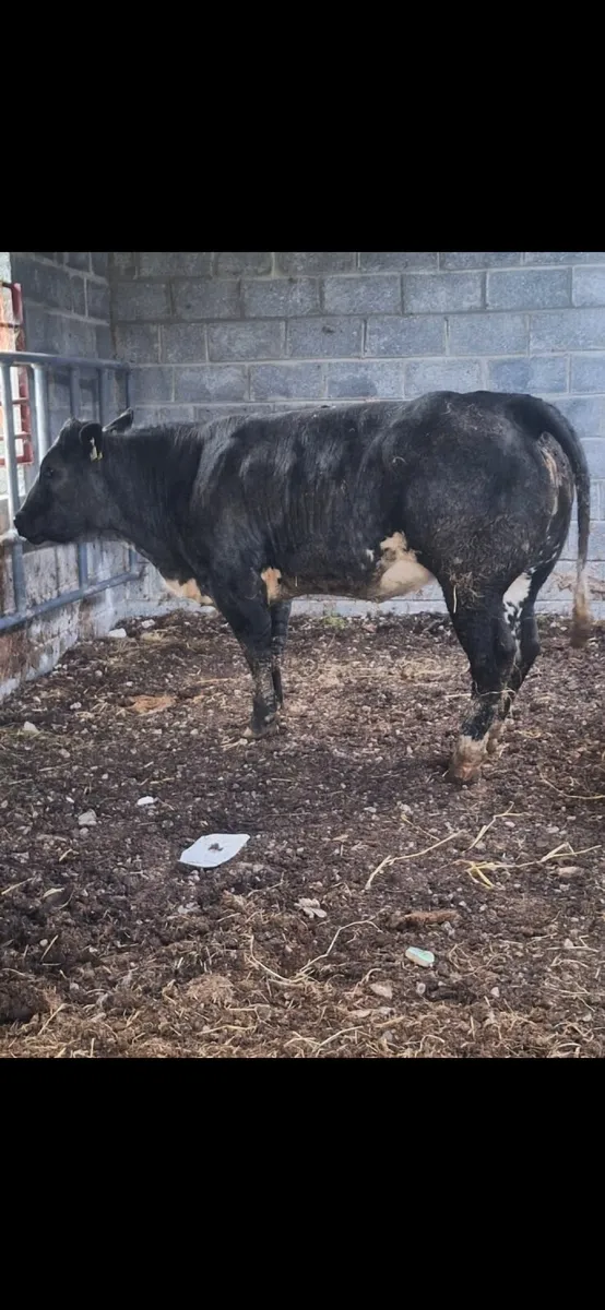 Super heifer - Image 2