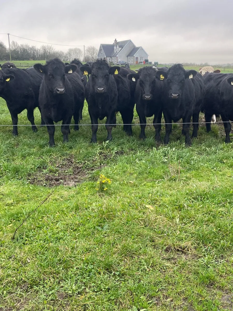 Angus bullocks - Image 4